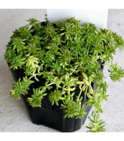 Amazon.co.jp: セダム・モリムラマンネングサ 3号ポット苗 4個セット